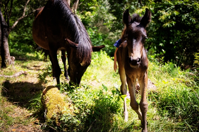  Libre en la naturaleza