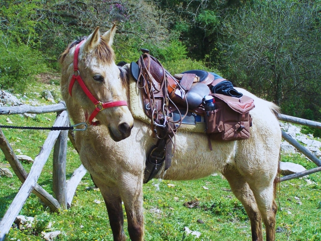 Uno de nuestros caballos 