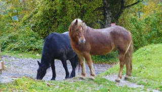 Paseo a caballo por el bosque del Monte La Puglia 1 H