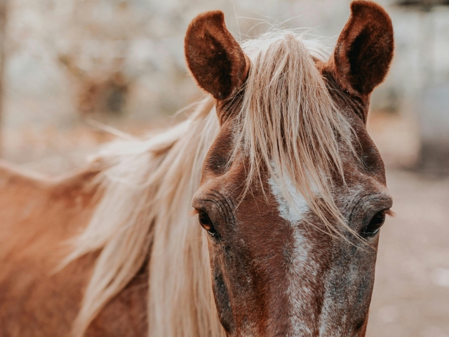  Nuestros dulces animales