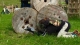 Paintball Bergamo