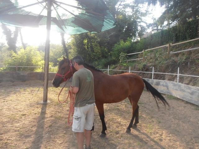  Nuestros caballos te esperan