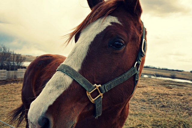 Uno de nuestros caballos 