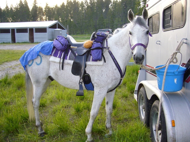  Caballo ensillado y listo para partir 