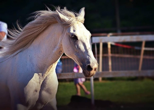  Nosso Cavallo 