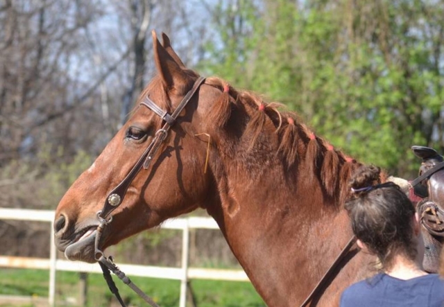  Nosso cavalo 