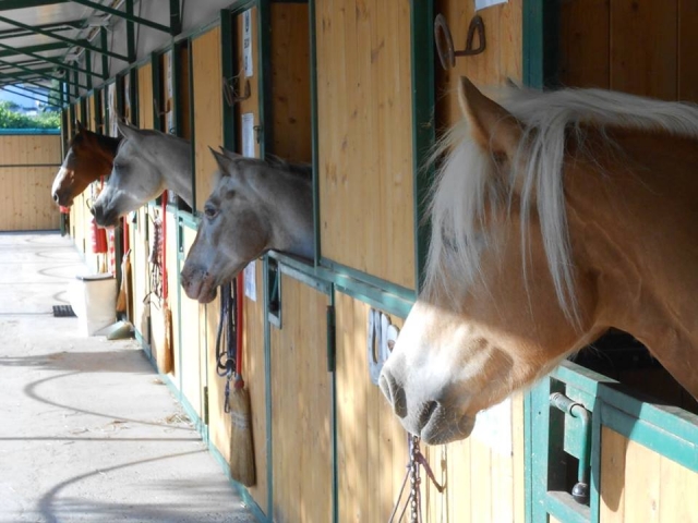  Our horses are ready 