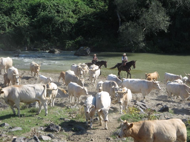 Habitantes del arroyo Gretano 