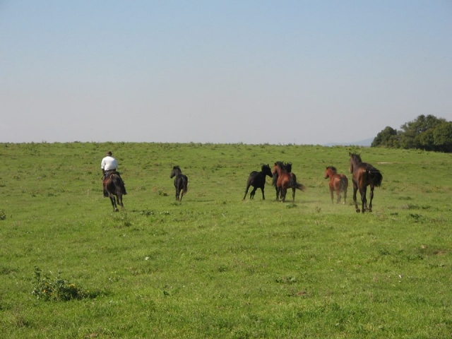  Corriendo por los prados 