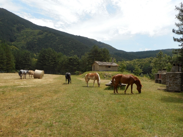  pausa picn-nic 