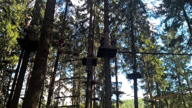 Tra gli alberi