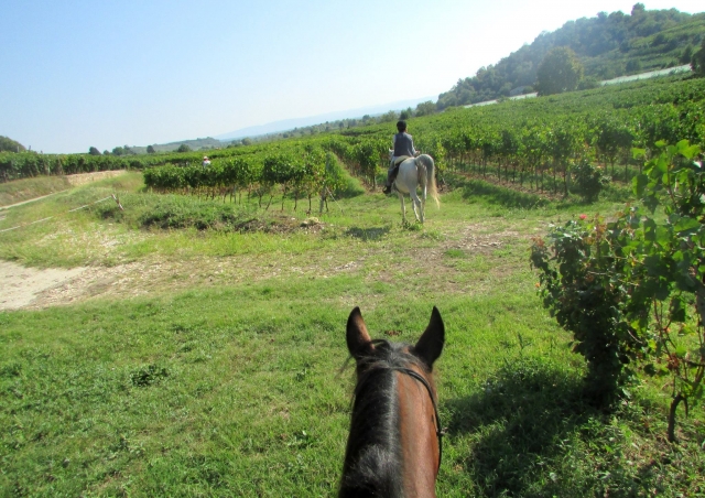  Our beautiful horses 