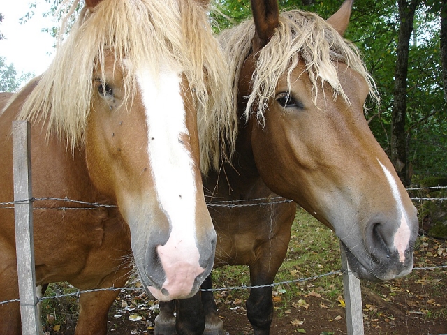 Dos hermosos caballos 