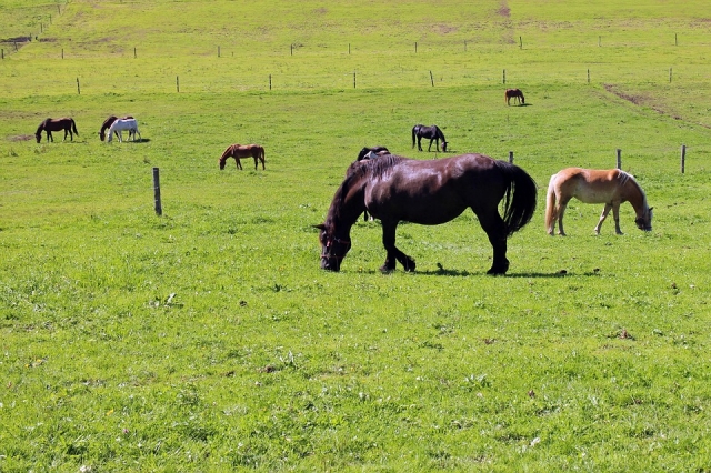 Nuestros caballos 