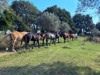 Excursão de cavalos Bosco di sacofano 2 h