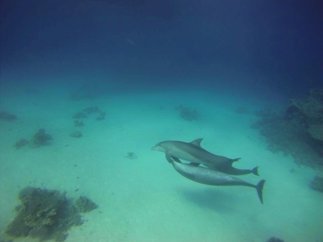 Nager avec les dauphins 