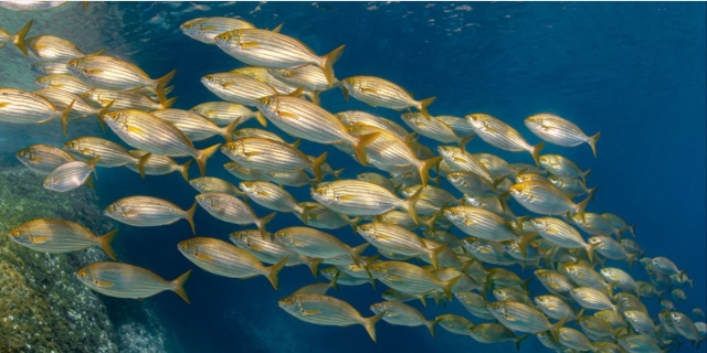  Banc de poissons 