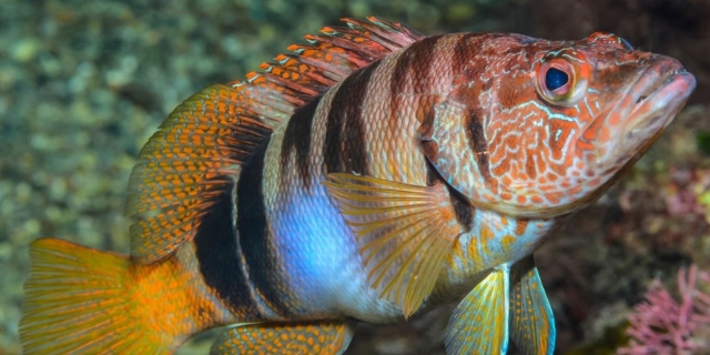  Poissons Sciarrano