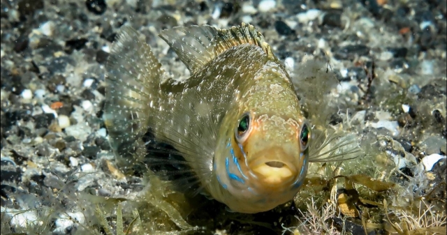  Poisson-souris gris 