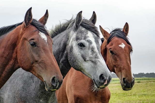  Tres espléndidos caballos 