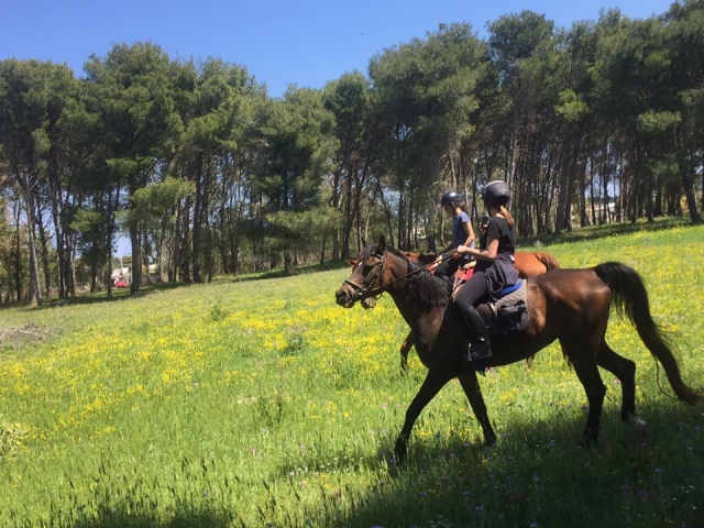  Reiten im Pinienwald 