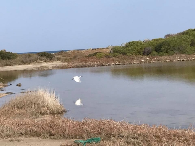  Ein Reiher im Flug