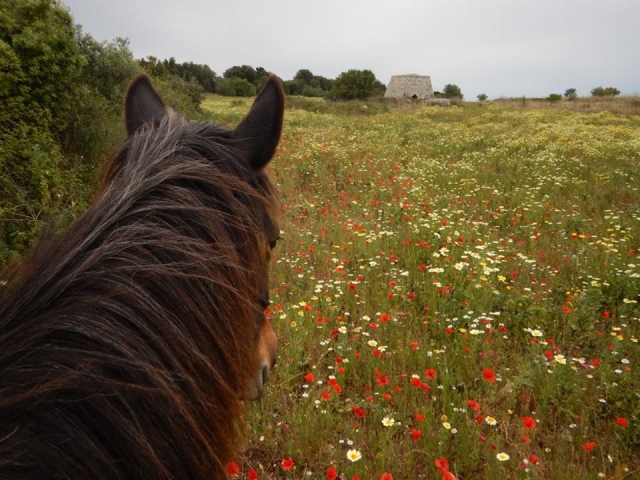  Cabalgando en la naturaleza 