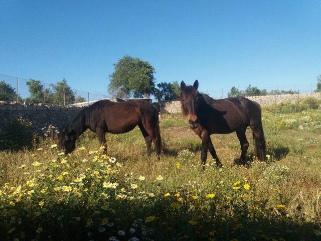  Our horses in the pasture 