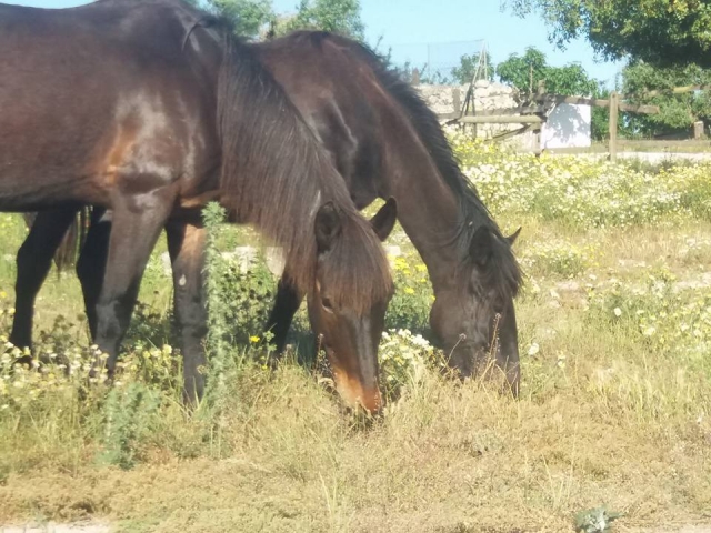  Four-legged friends 