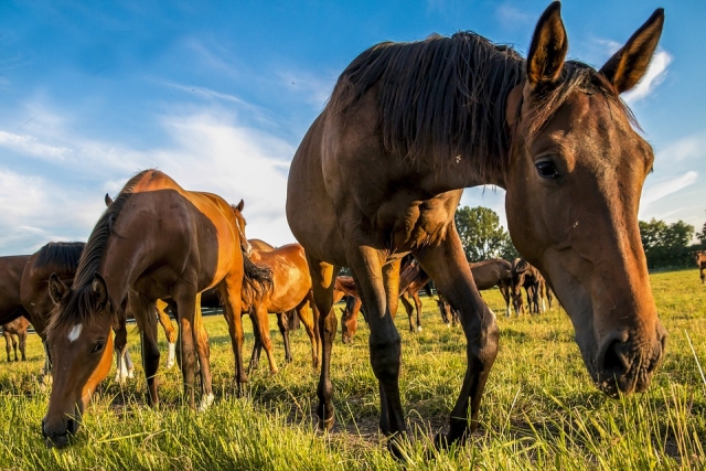 Horses in the wild 