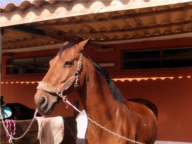  In the stable 