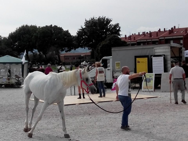  A beautiful white horse