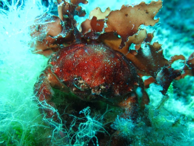  Habitants des fonds marins 
