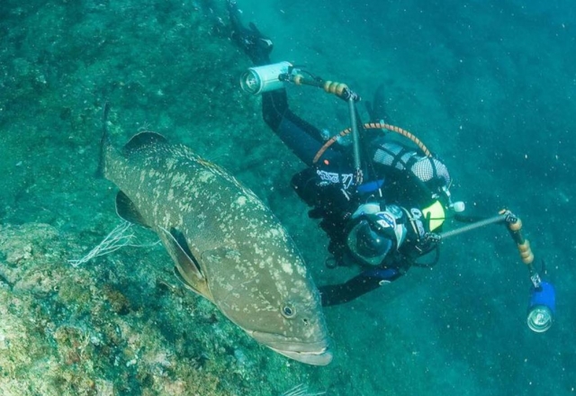  découvrez la faune marine 