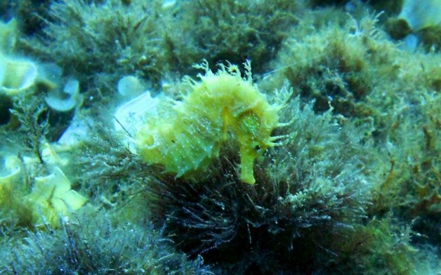  venez découvrir la faune marine 