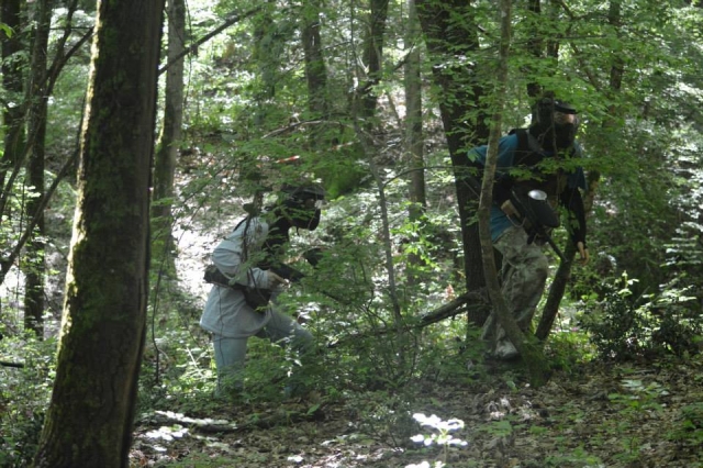 Among the trees of the forest 