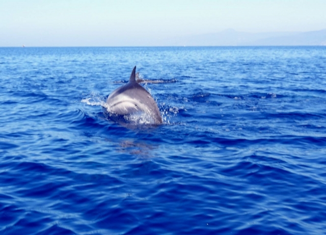 Un chapuzón en el mar 