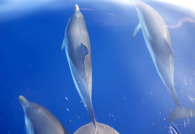 Delfines en Calabria 