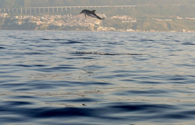  Ven a conocer a los delfines 