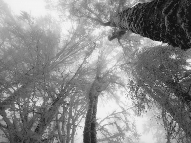 Nel bosco innevato