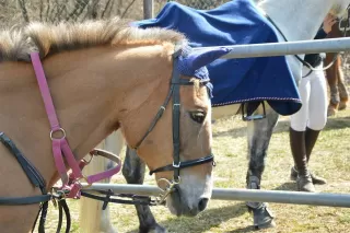 Two-hour horseback ride in Pignola