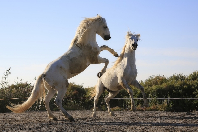  Chevaux blancs