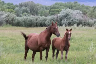 Three-hour horseback ride in Pignola