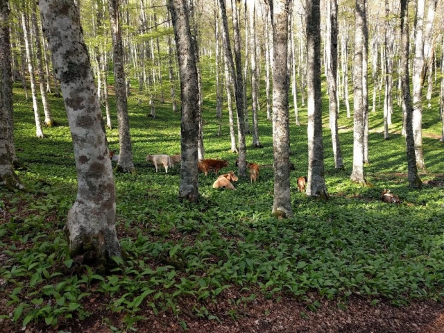  Im Wald 