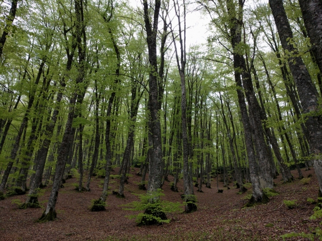  Der Buchenwald 