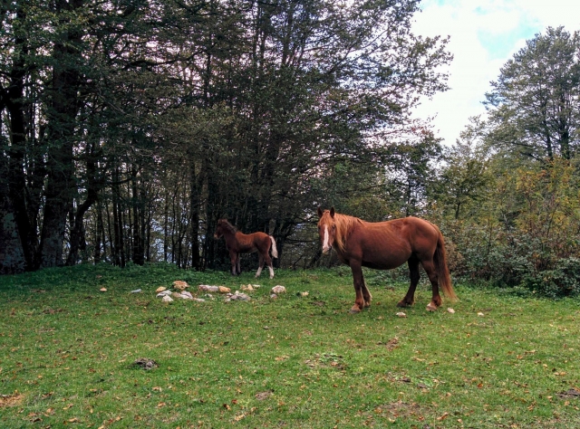 Un cavallo nella natura lucana