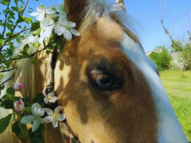 Un bellissimo cavallo