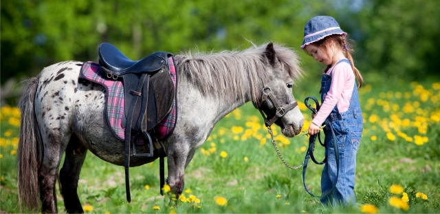  Ein sehr süßes Pony