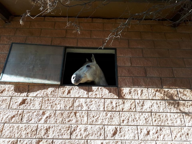cucù del cavallo