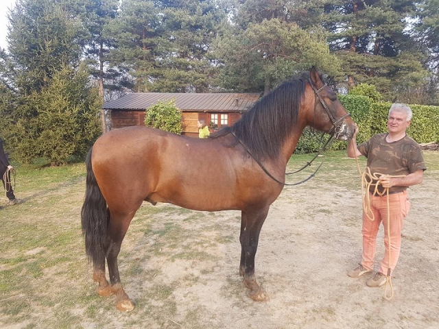puledro lazo 